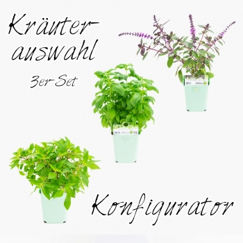 Kruterauswahl - 3er Set