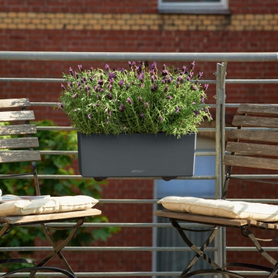 BALCONERA Color 50 muskat