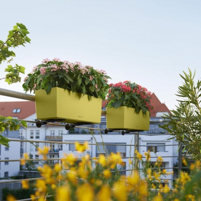 BALCONERA Color 50 muskat