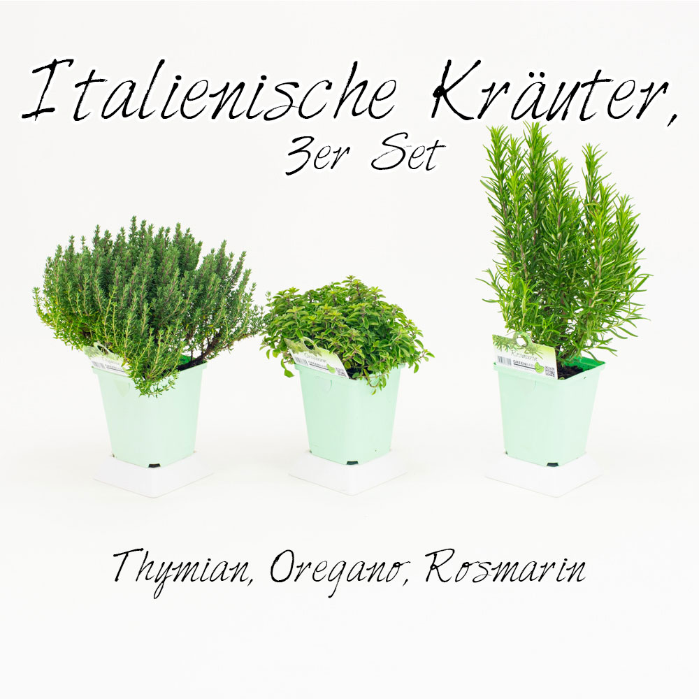 Italienische Kruter, 3er Set