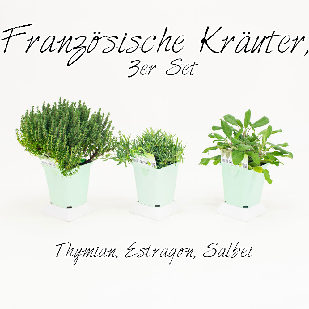 Französische Kräuter, 3er Set