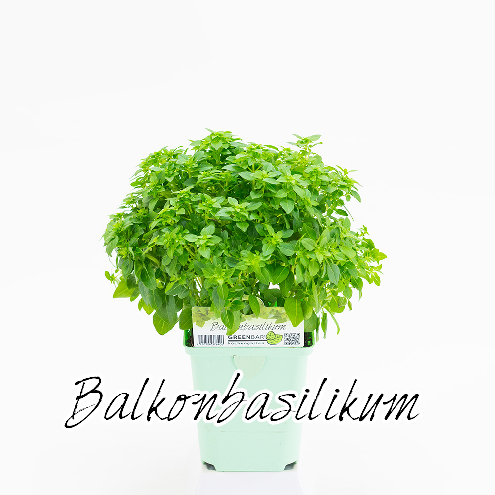 Balkonbasilikum - 3er Set (Vorauswahl)
