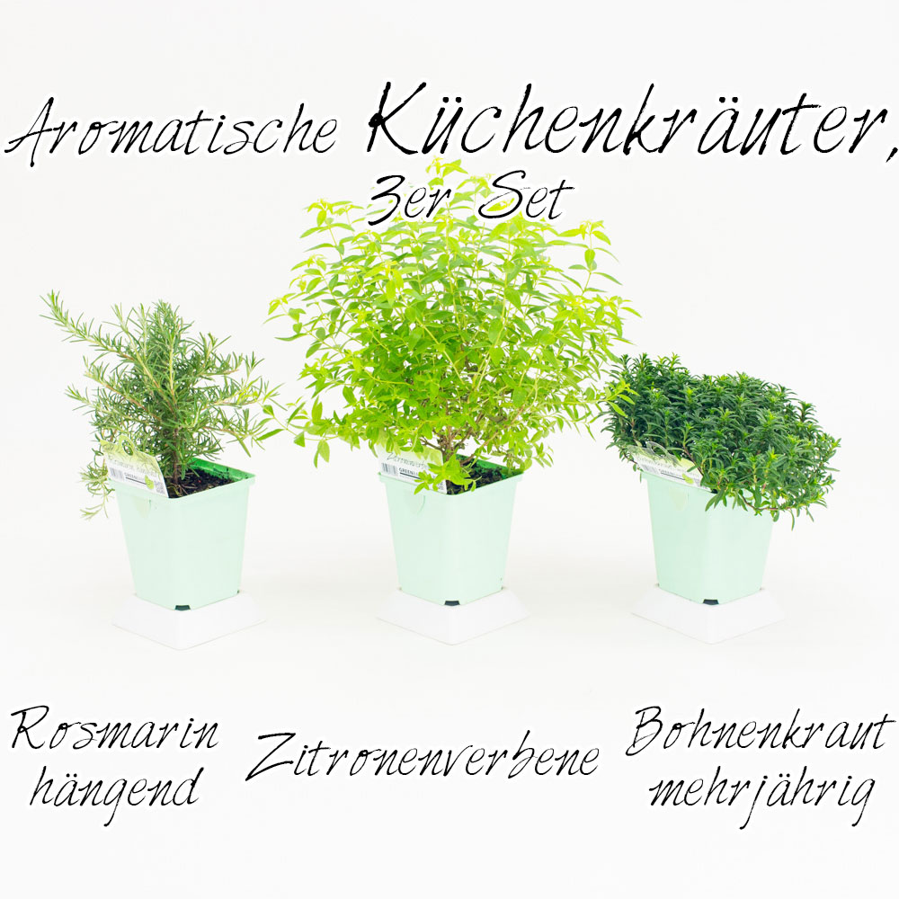 Aromatische Küchenkräuter, 3er Set