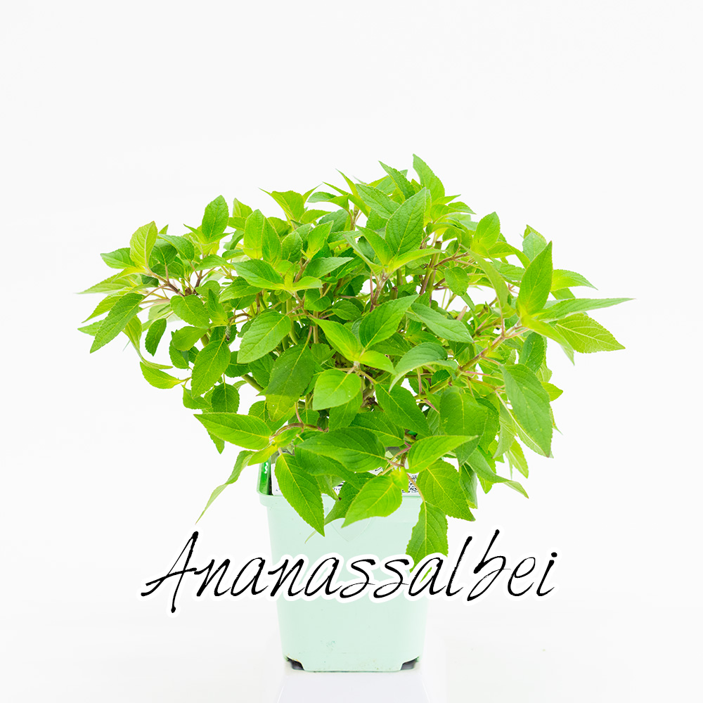 Ananassalbei Pflanze