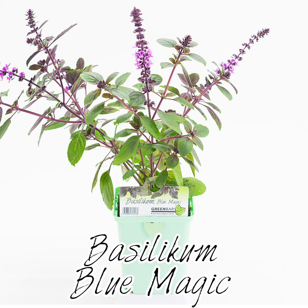 Basilikum Blue Magic Pflanze