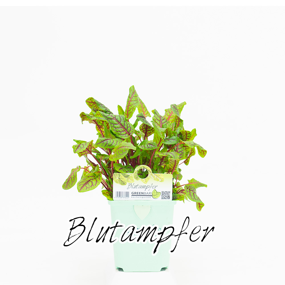 Blutampfer Pflanze