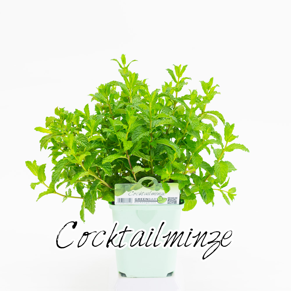 Cocktailminze Pflanze