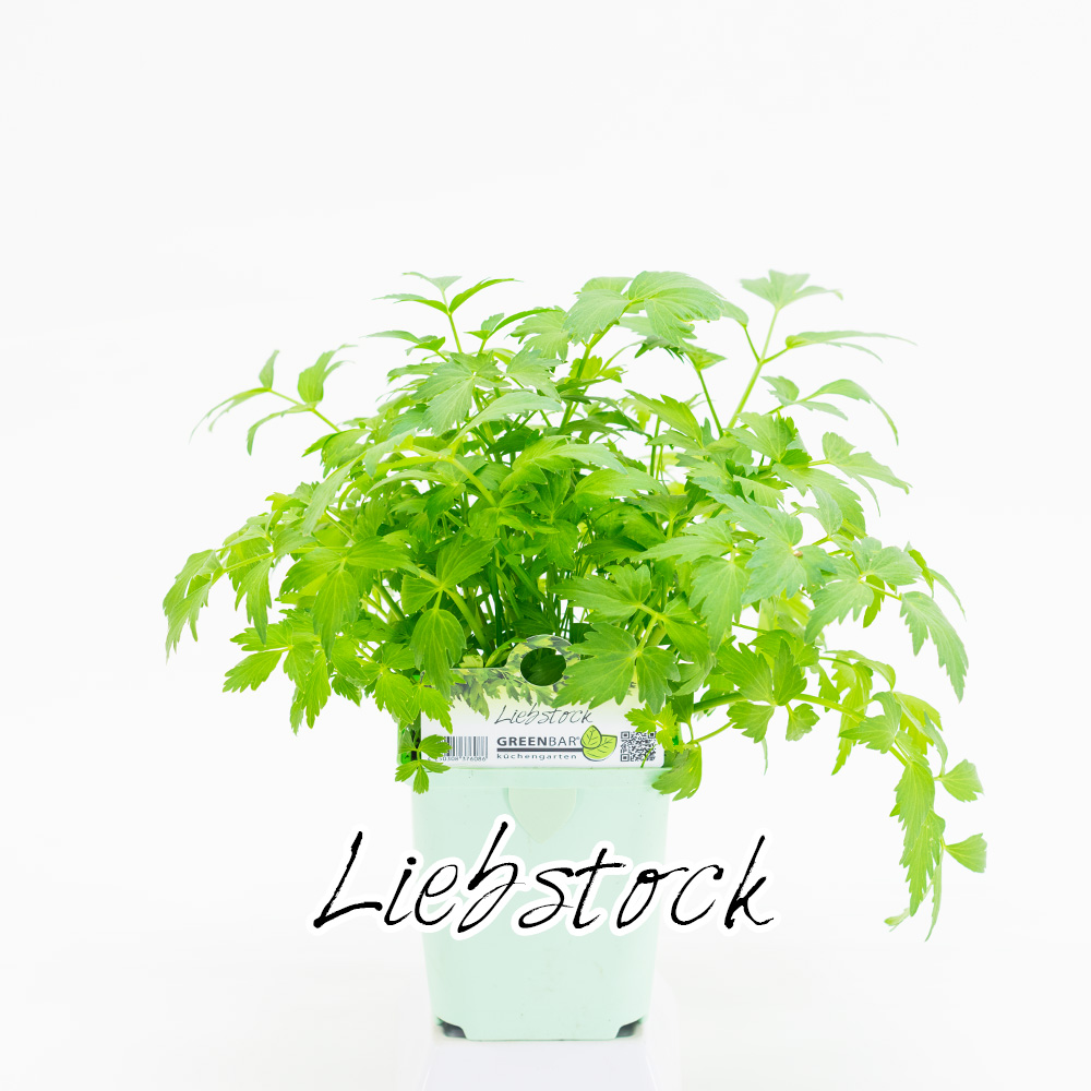 Liebstock Pflanze