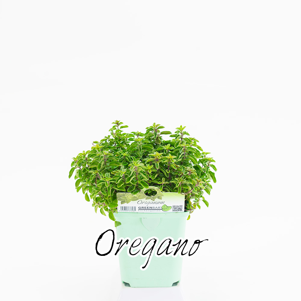 Oregano Pflanze