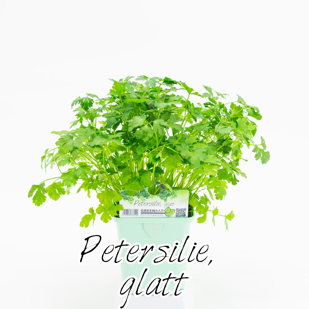 Petersilie glatt Pflanze