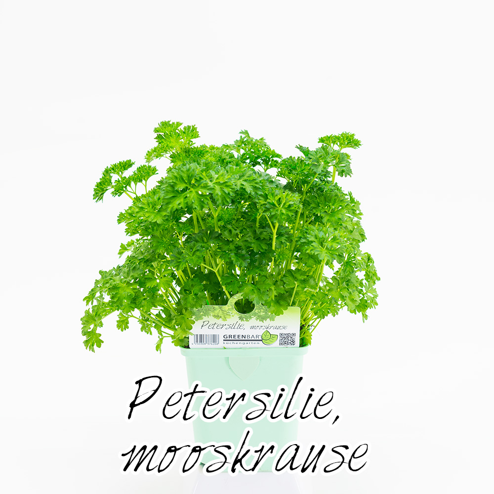 Petersilie mooskrause Pflanze