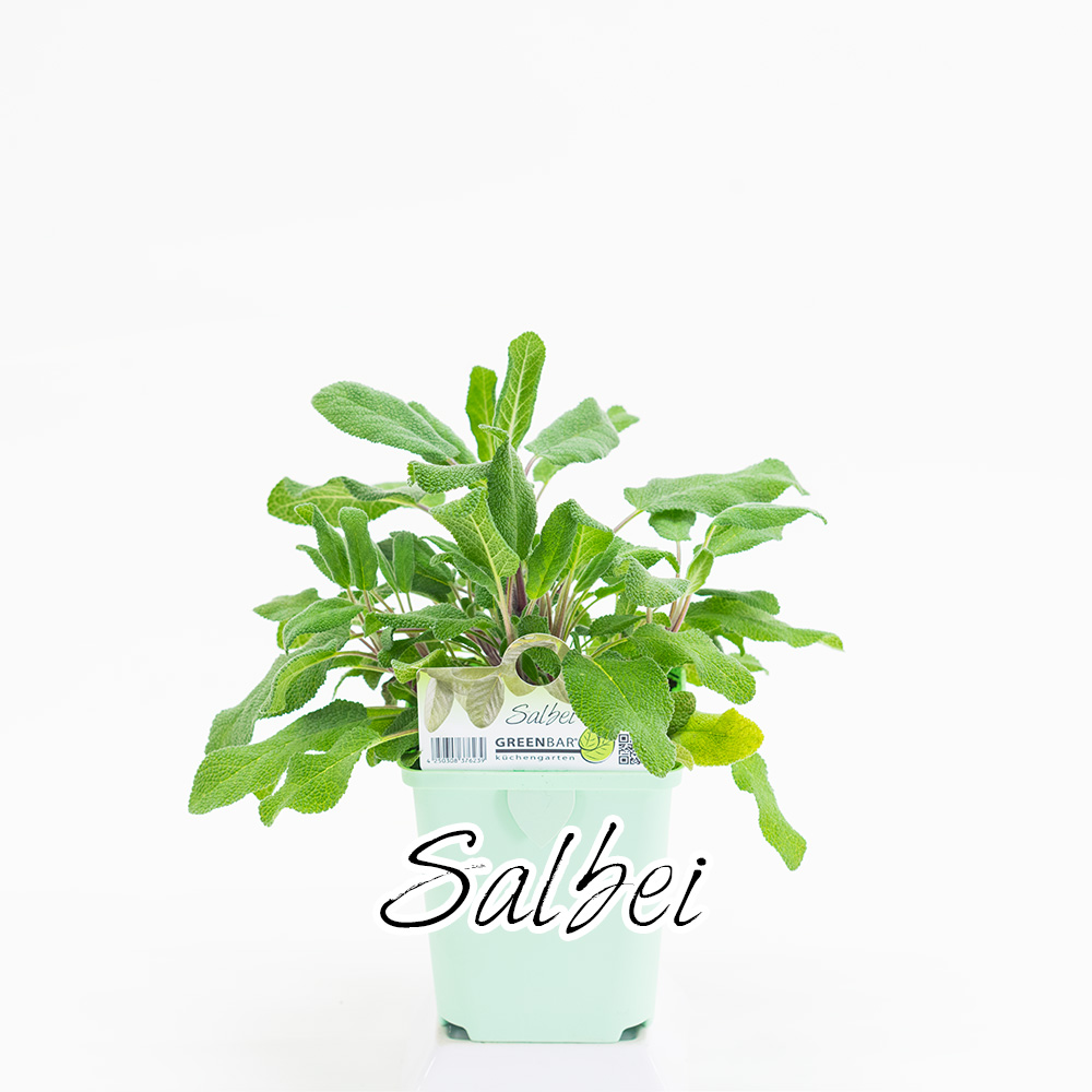 Salbei Pflanze