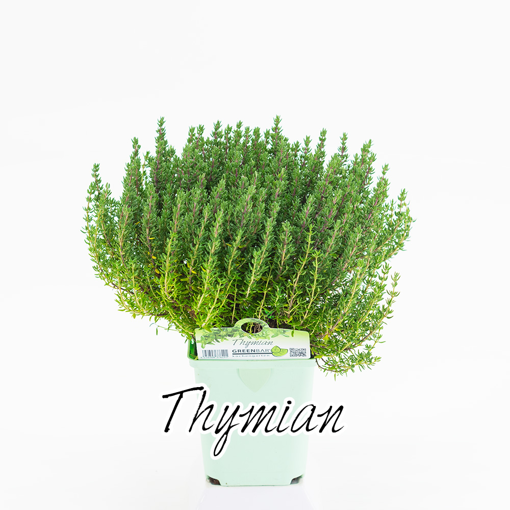 Thymian Pflanze